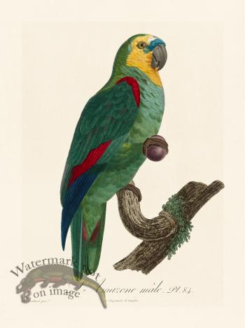 Barraband Parrot 084